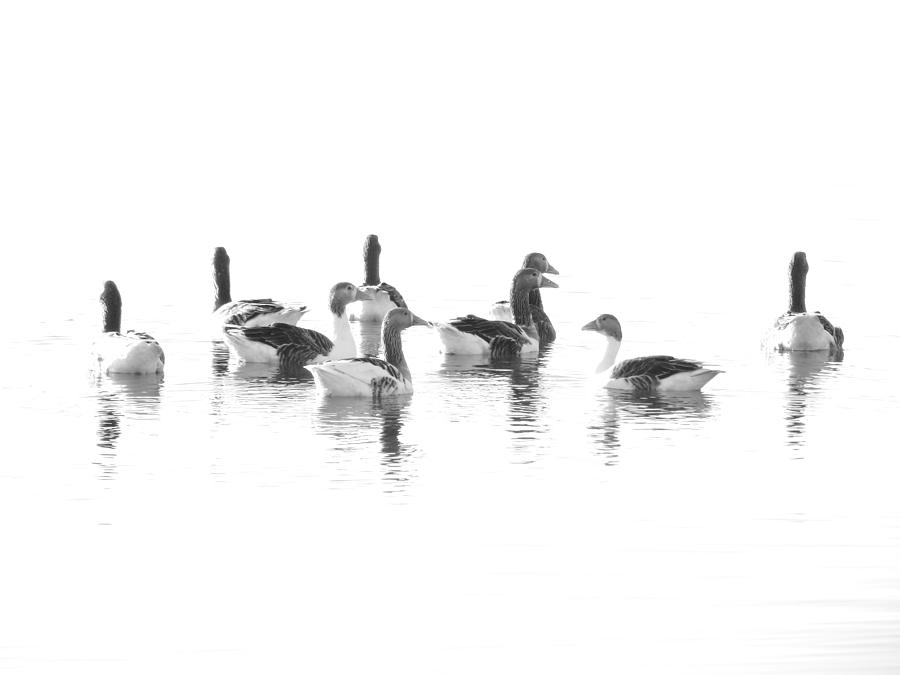 Geese Photograph by Lynn Bolt