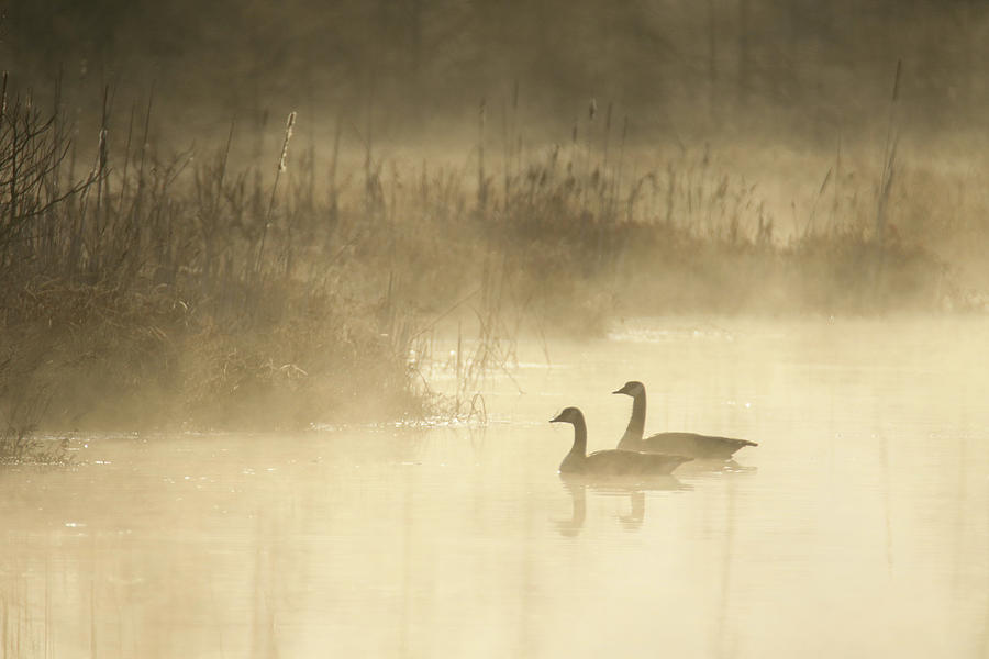 Geese Mist Morning Photograph by Brook Burling
