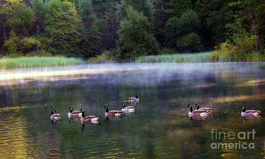 Geese Nature Lake  Photograph by Chuck Kuhn