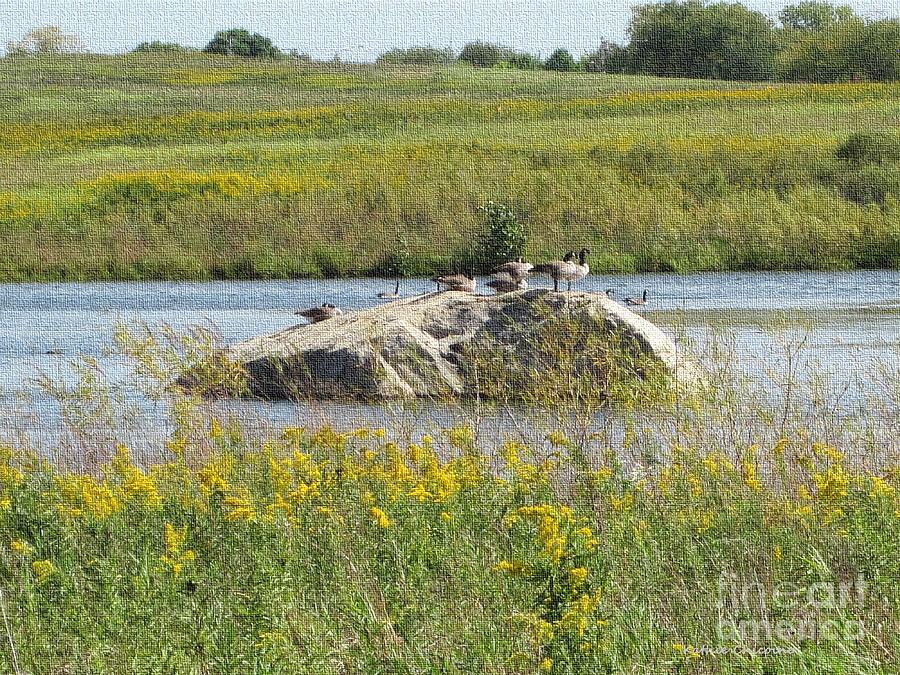 Geese on a Boulder Photograph by Kathie Chicoine