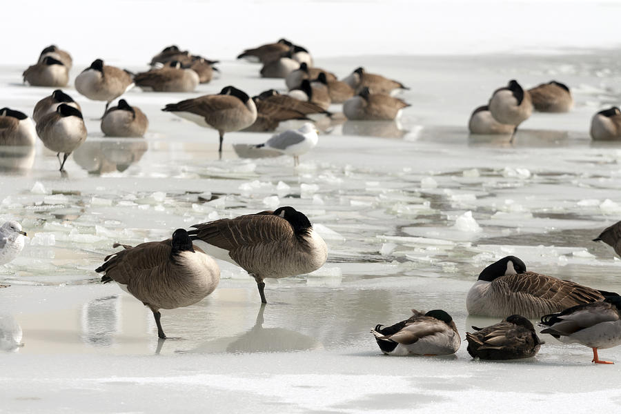 Geese on a Frozen Pond Photograph by Travis Rogers