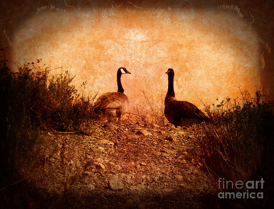 Nature Photograph - Geese on a Hill by Laura Iverson