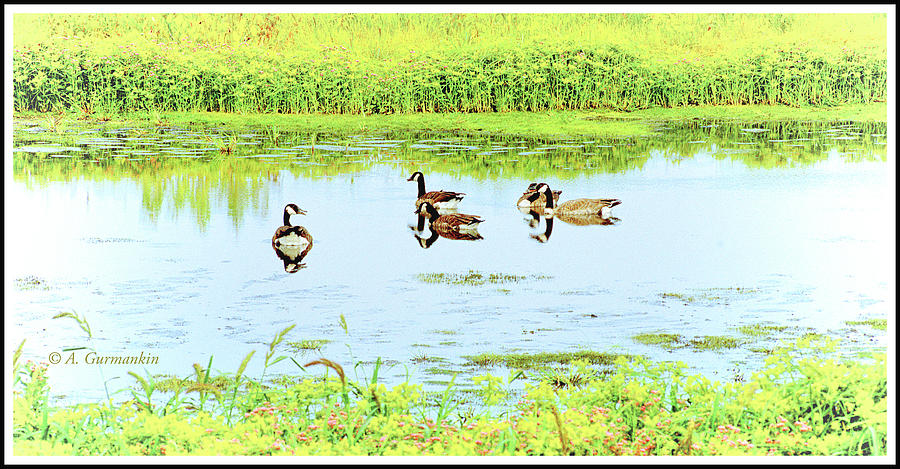 Geese on a Marsh Pond Photograph by A Macarthur Gurmankin
