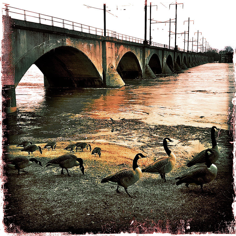 Geese On A Stroll Photograph by Kevyn Bashore