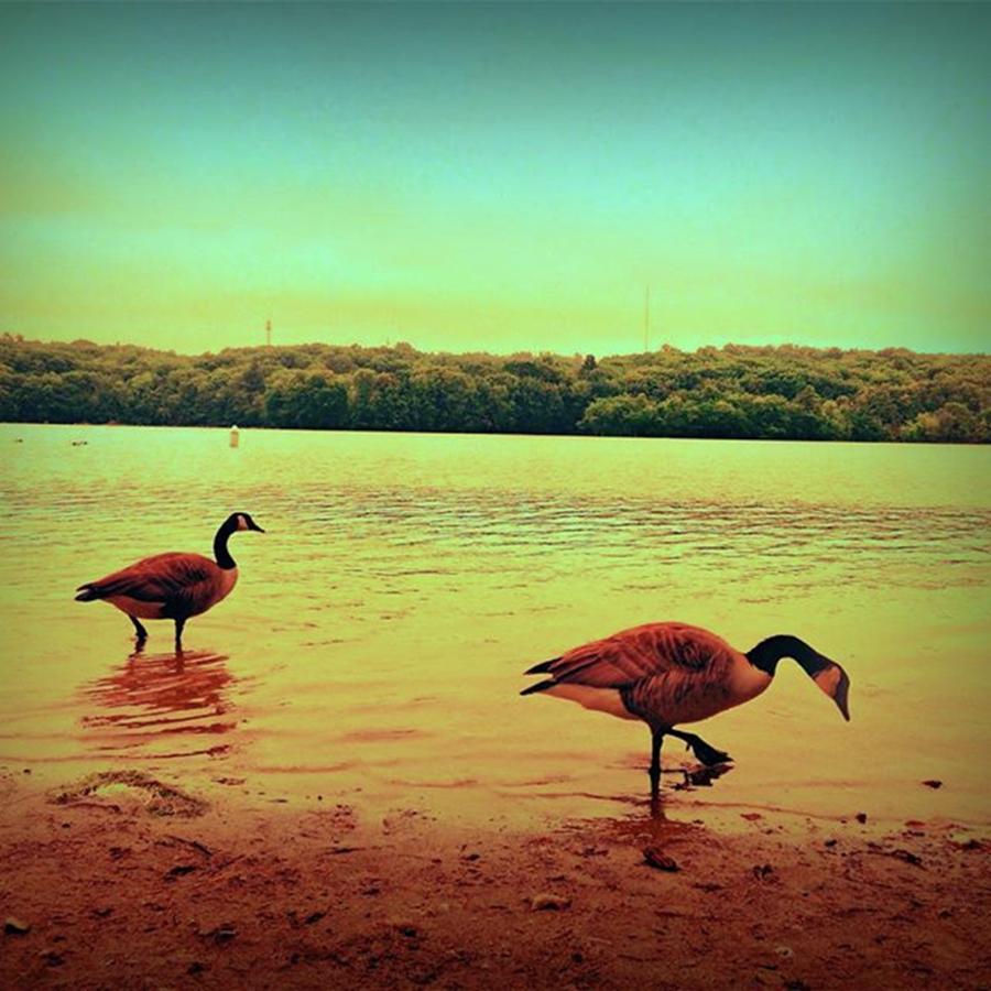 Geese On Beach In Water Photograph by Amanda Richter