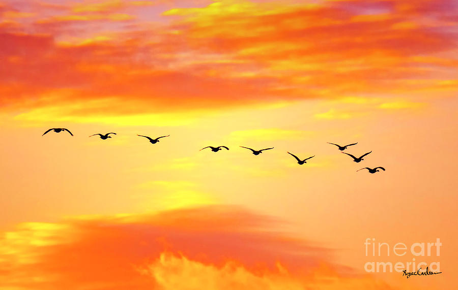 Geese on Canvas by Roger Carlsen Geese on Canvas by Roger Carlsen