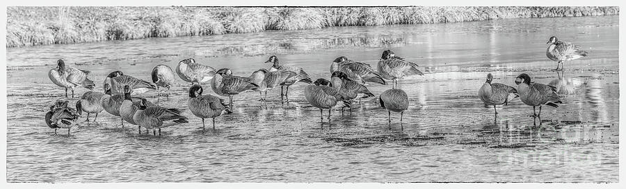 Geese on Frozen Lake Digital Art by Randy Steele