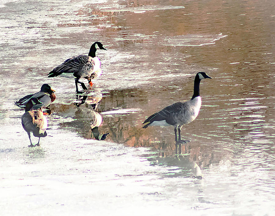 Geese On Frozen Pond Photograph By Gerri Duke Pixels