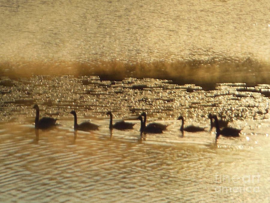 Geese on Golden Pond Photograph by Rockin Docks Deluxephotos