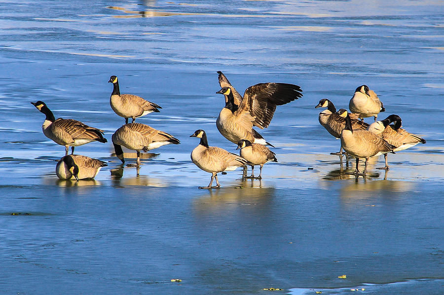 Geese On Ice Photograph by Juli Ellen