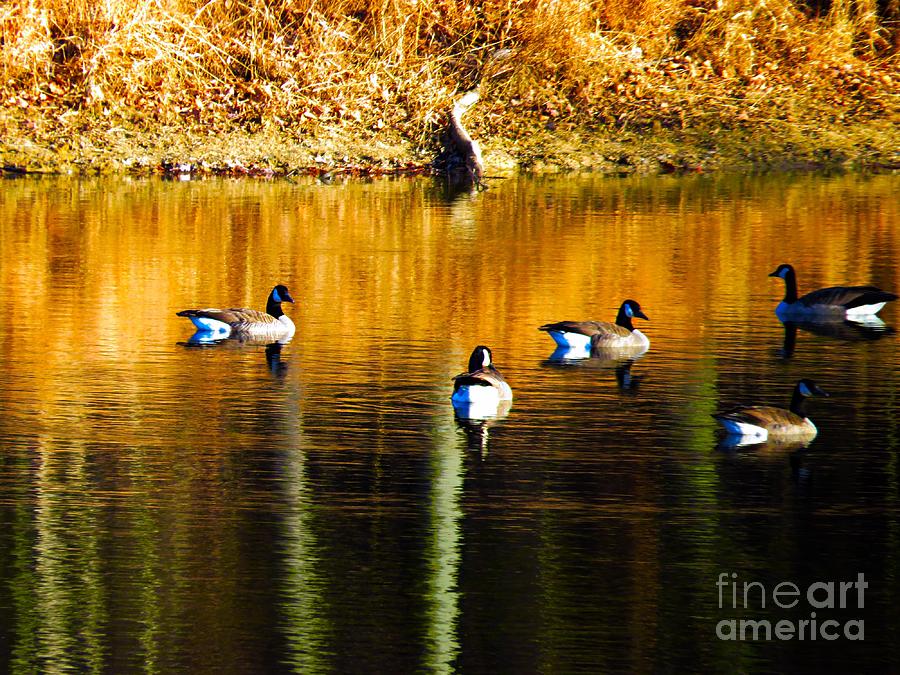 Geese on Lake Photograph by Craig Walters