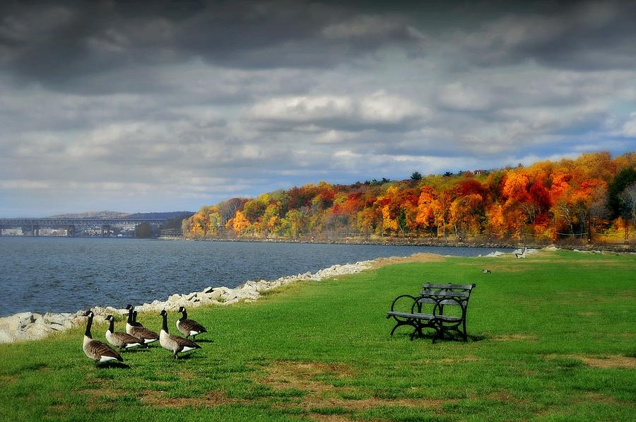 Geese Photograph - Geese on the Hudson by Diana Angstadt