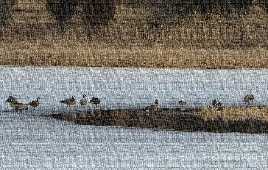 Geese on the Ice Photograph by Kathie Chicoine