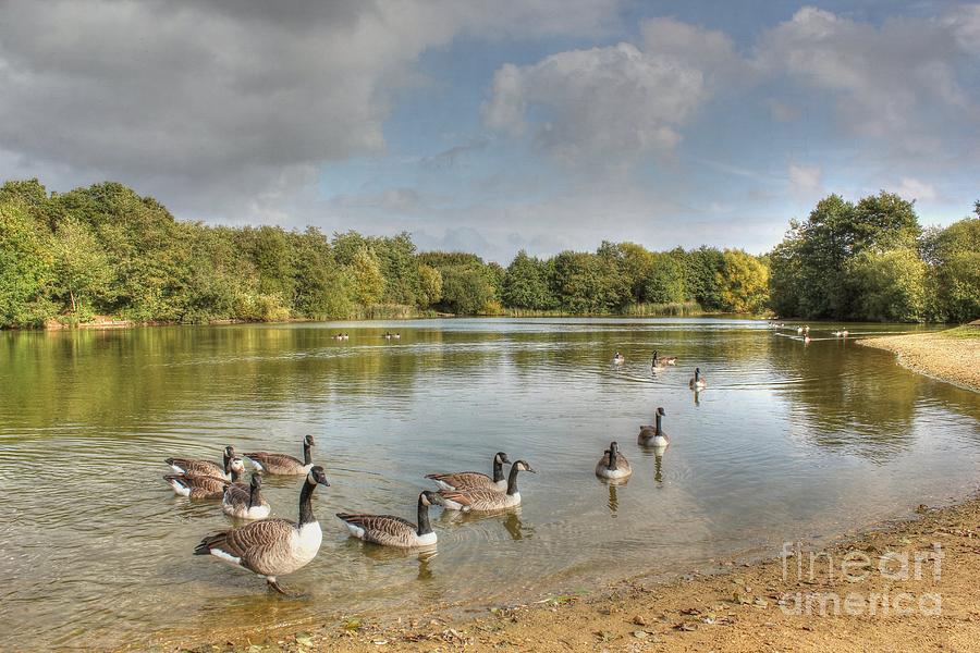 Geese On The Lake Hdr Photograph