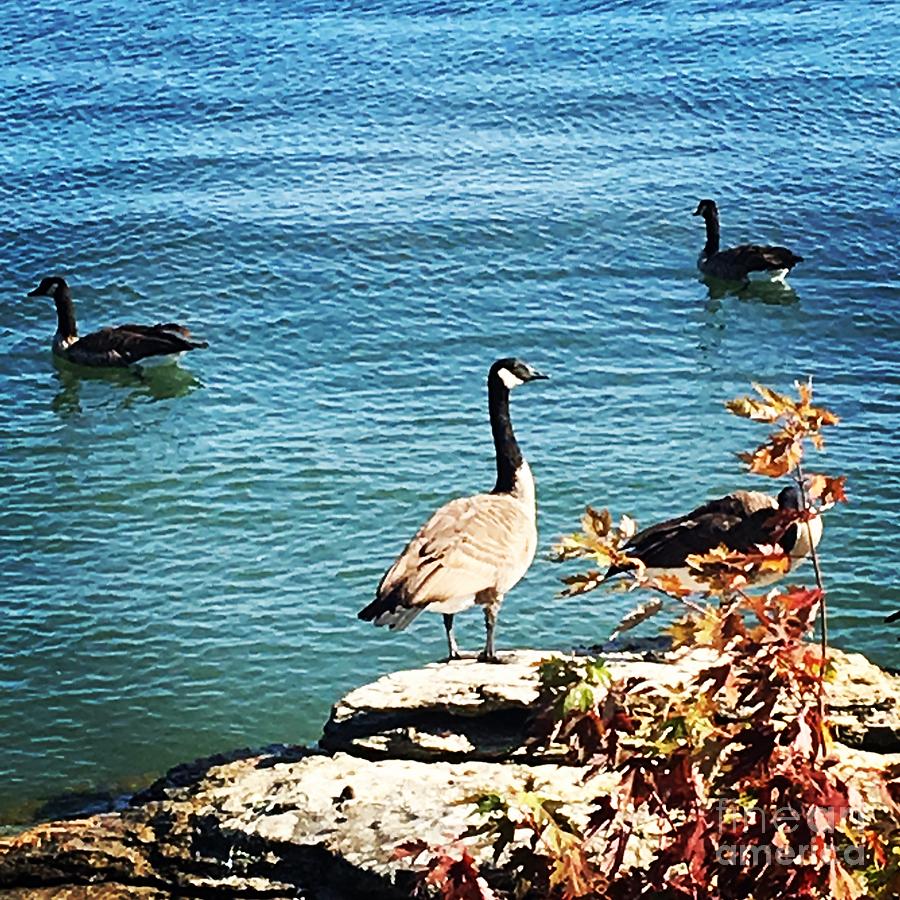 Geese Photograph - Geese on the Lake by Alice Terrill