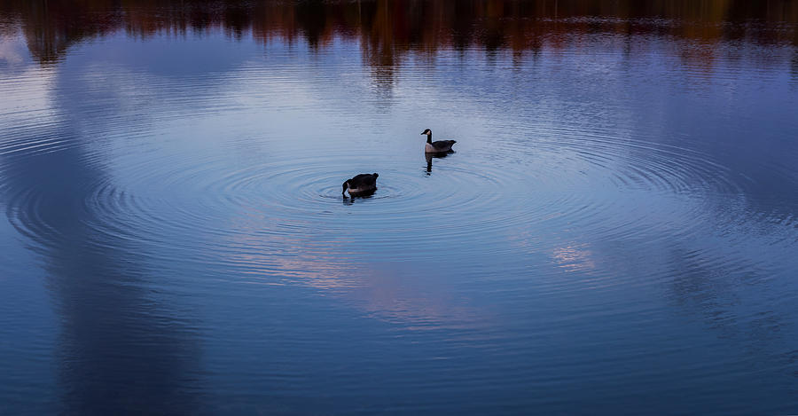 Geese on the Lake Zen Photograph by Terry DeLuco