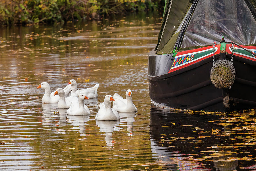 Geese on the Llangollen Canal Photograph by ReDi Fotografie