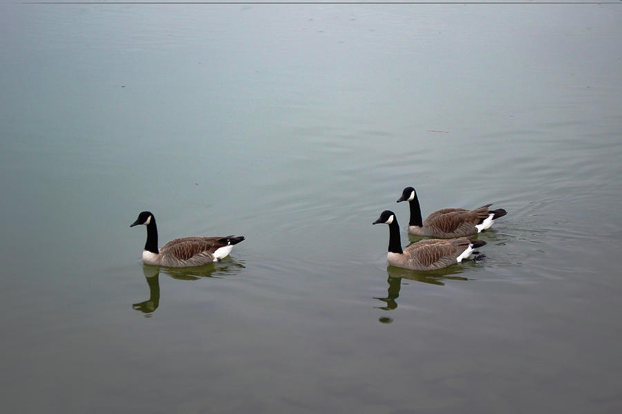 Geese On The Mon Photograph