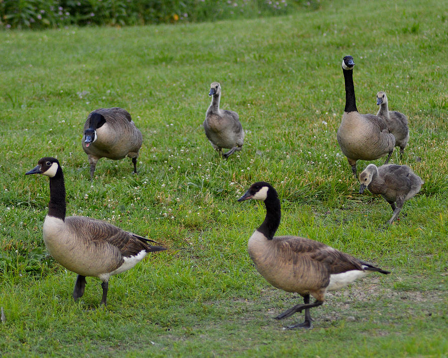 Geese On The Move Photograph by Belinda Stucki - Fine Art America