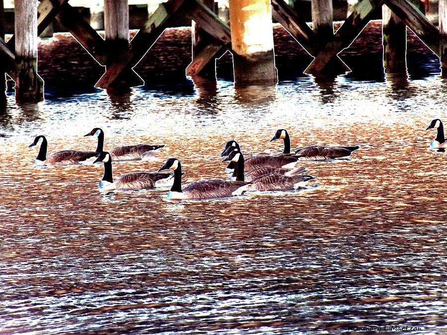 Geese on the Water Photograph by Kimmary MacLean