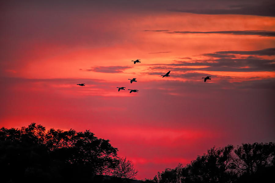 Geese On Their Sunset Arrival Photograph by Dale Kauzlaric