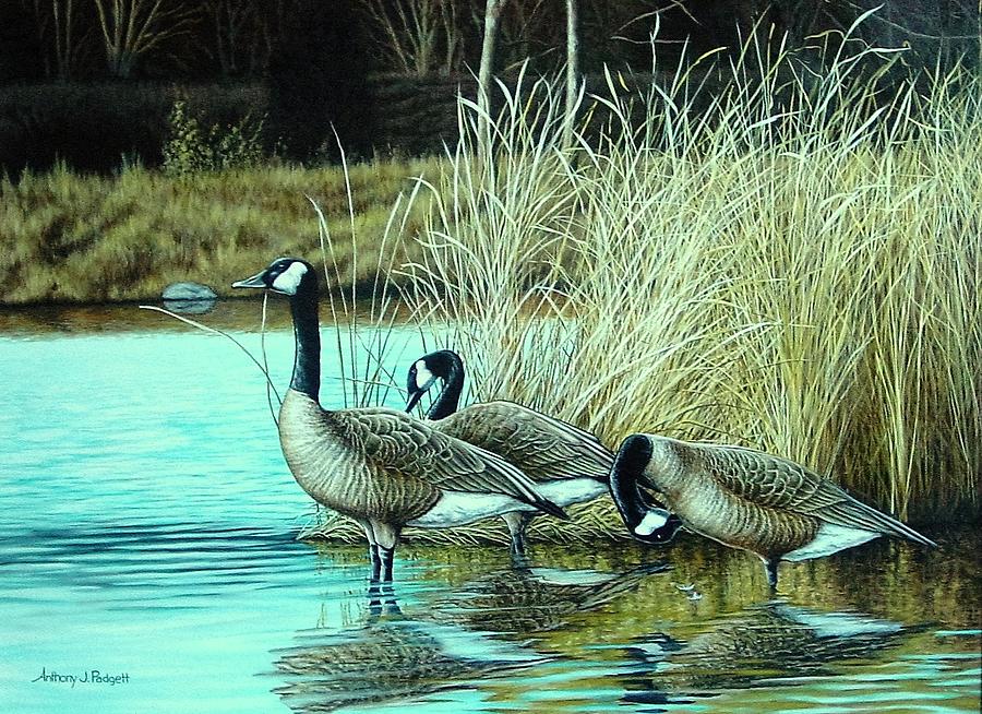 Geese on Watch Painting by Anthony J Padgett