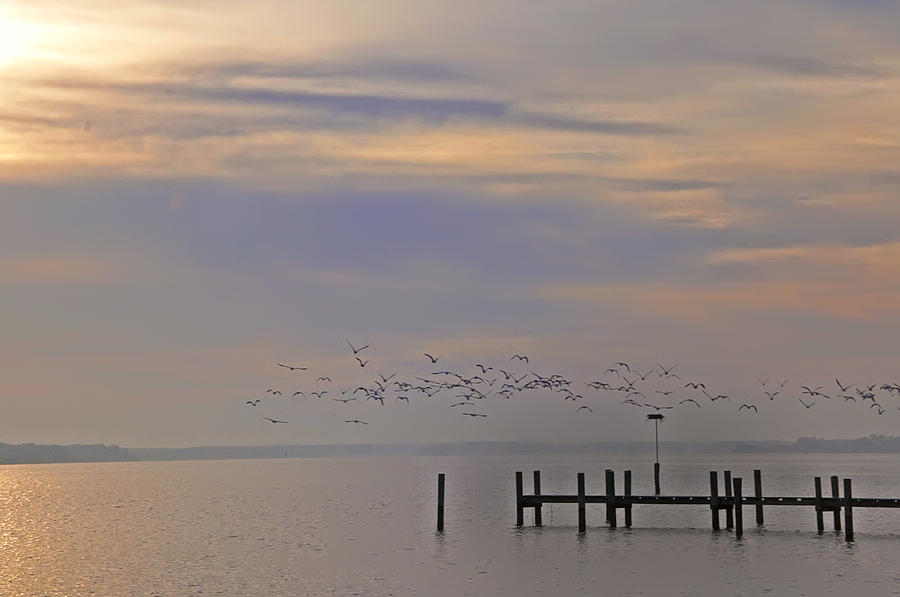 Geese Over the Chesapeake Photograph by Bill Cannon