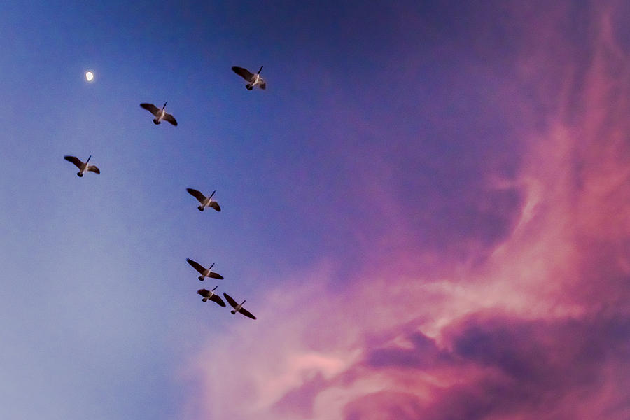 Geese over the moon by Rusty Childress Geese over the moon by Rusty Childress