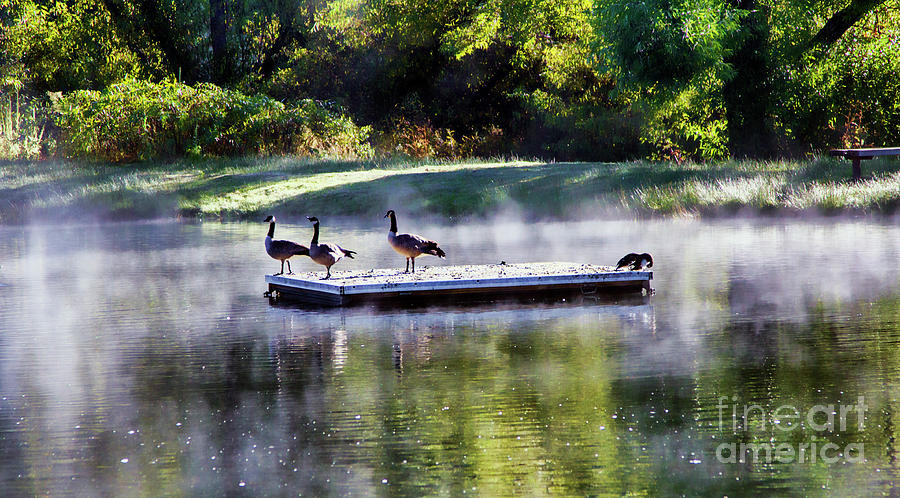 Geese Platform Early Morning  Photograph by Chuck Kuhn