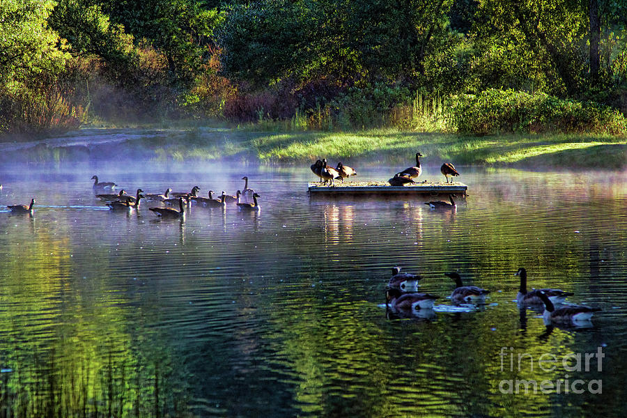 Geese Pond Misty  Photograph by Chuck Kuhn