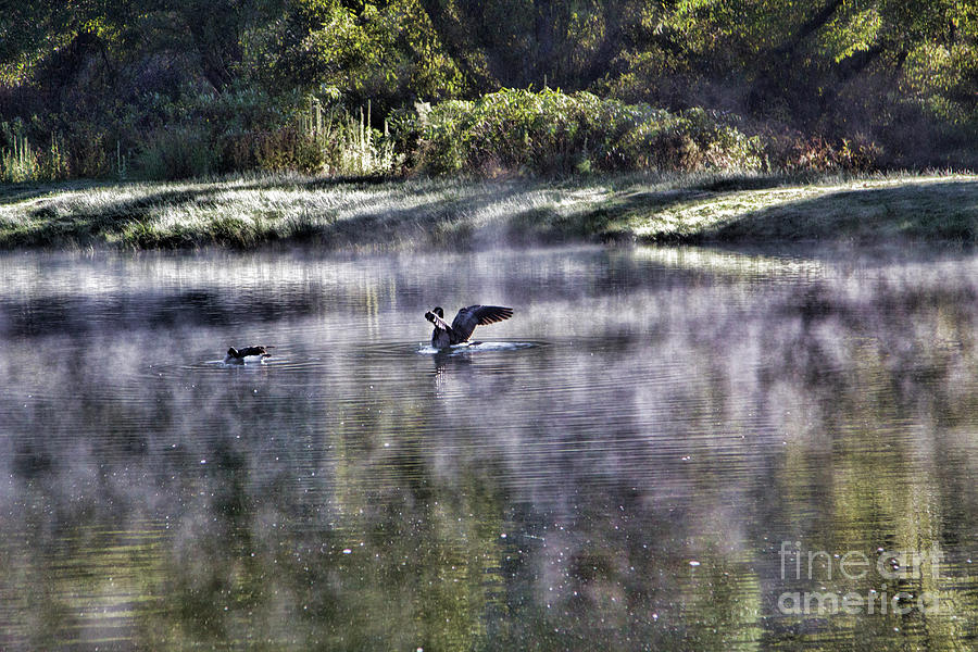 Geese Pond Nature Wings  Photograph by Chuck Kuhn