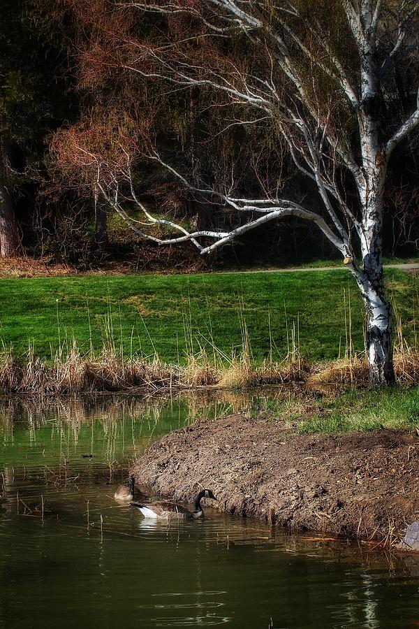 Geese Pool Tree Photograph by Buck Buchanan