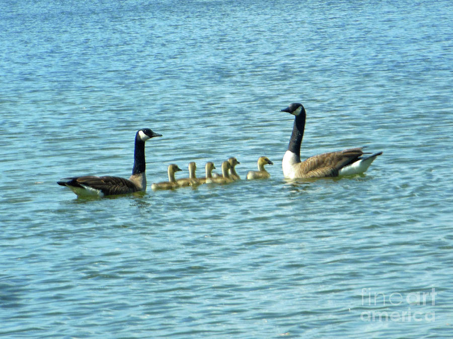 Geese Proud Parents Photograph by Rockin Docks Deluxephotos