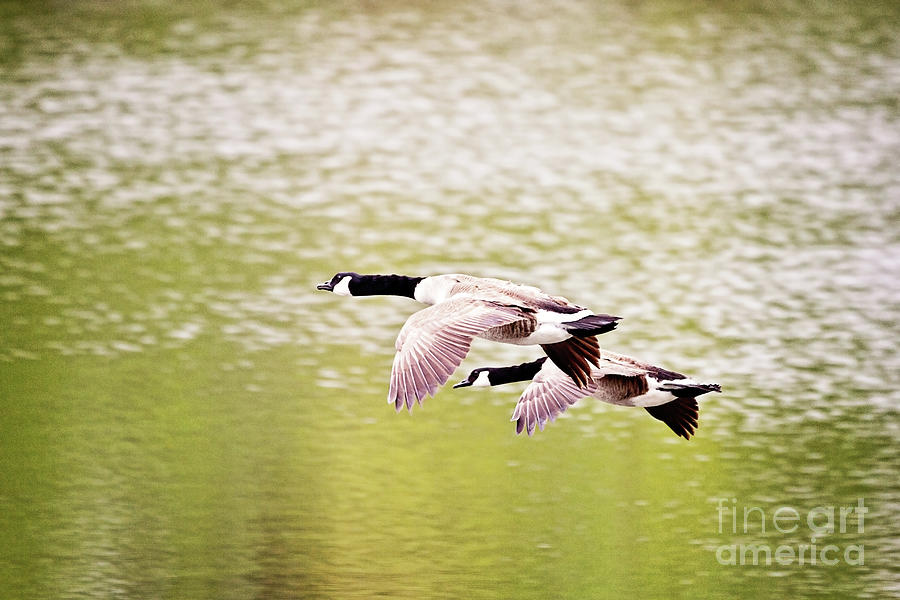 Geese Photograph - Geese by Scott Pellegrin