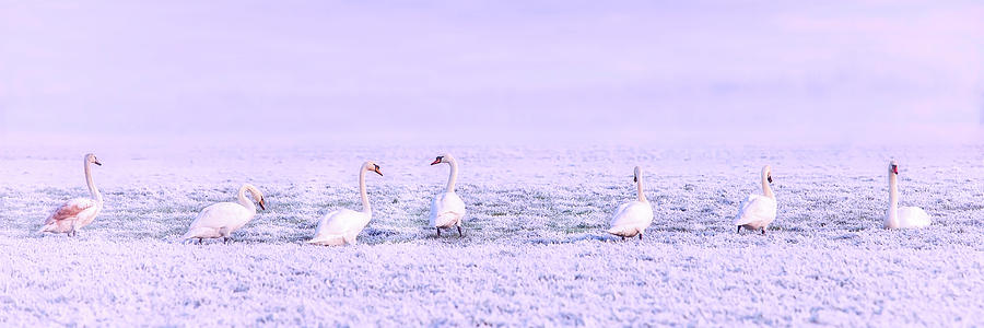 Geese Surrounded By Hoarfrost Photograph by Mountain Dreams