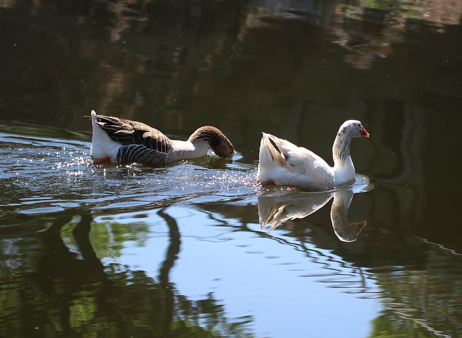 Geese Swimming Photograph