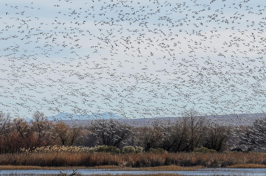 Geese Take Flight Photograph by Lonnie Wooten - Fine Art America