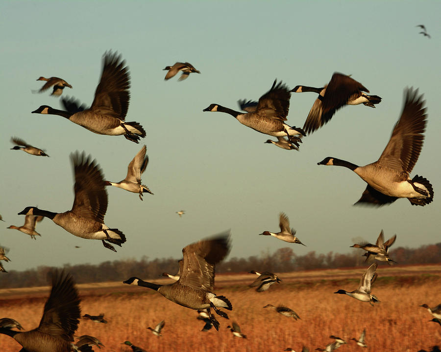 Geese Taking Off Photograph by Pamela Peters