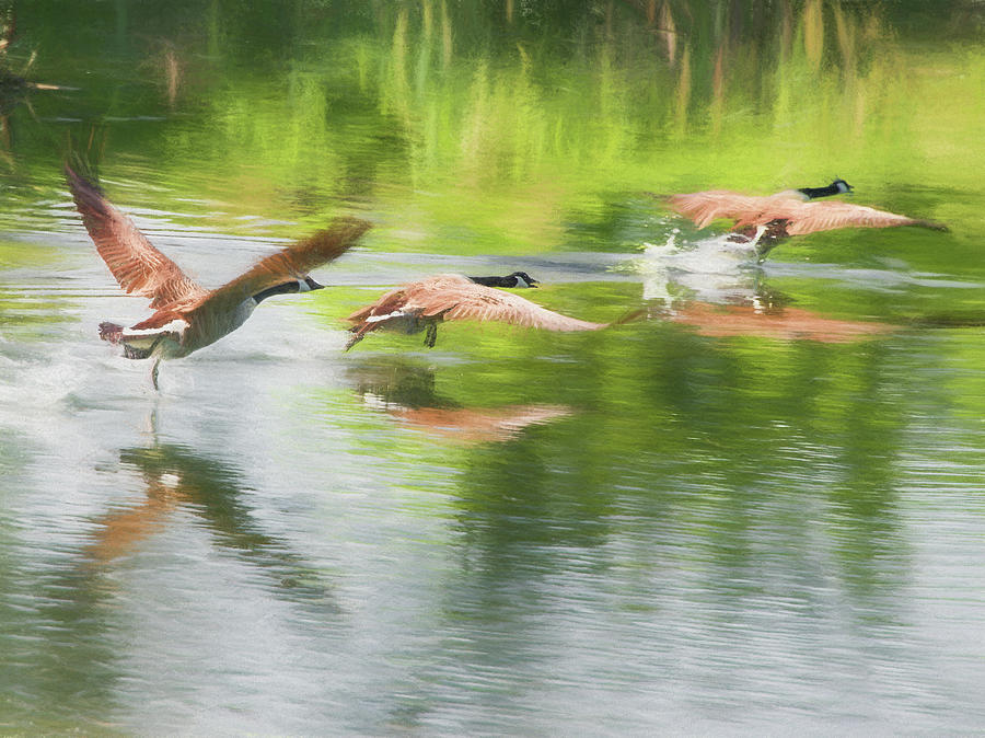 Geese Taking Off Photograph by Roy Pedersen