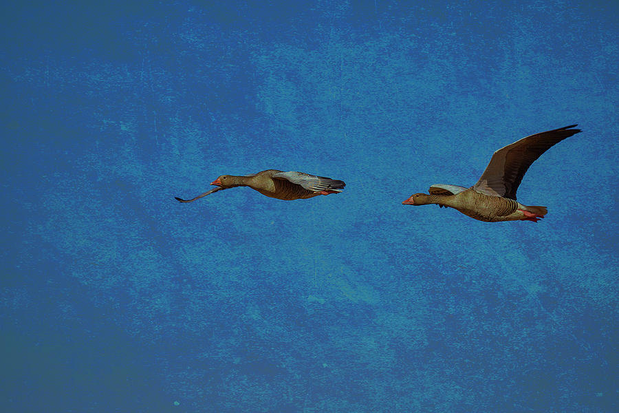 Geese textured #f8 Photograph by Leif Sohlman