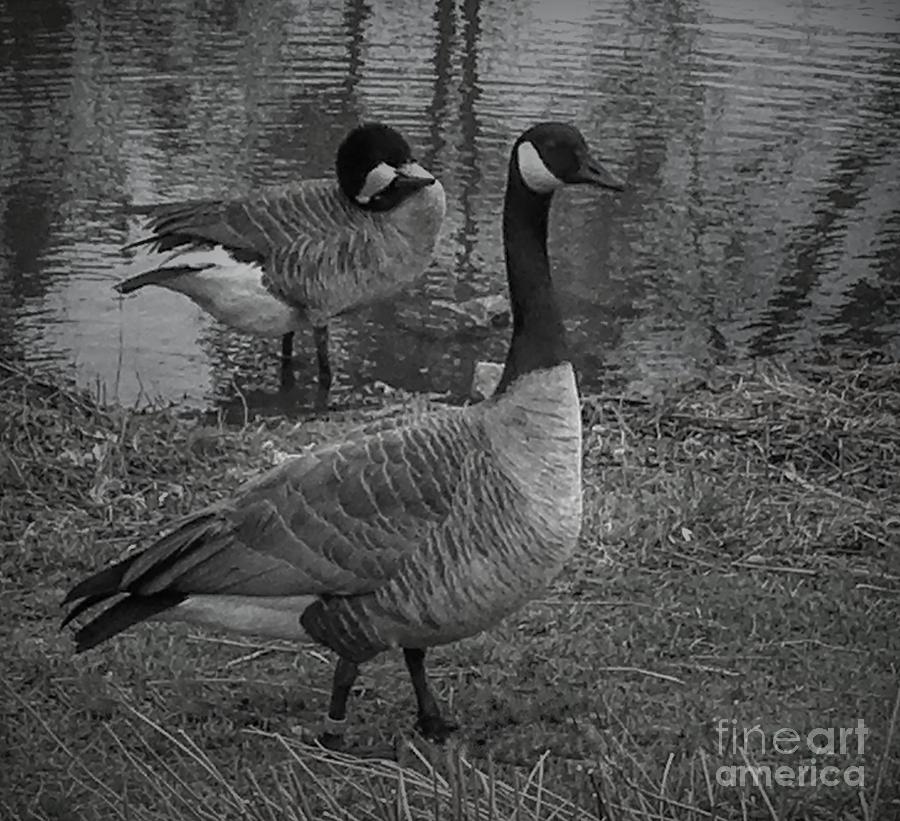 Geese Together  Photograph by Luther Fine Art