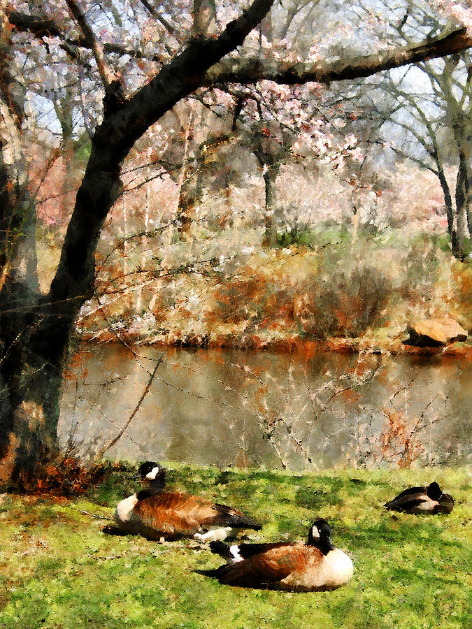 Bird Photograph - Geese Under Flowering Tree Closeup by Susan Savad