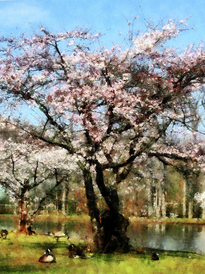 Spring Photograph - Geese Under Flowering Tree by Susan Savad