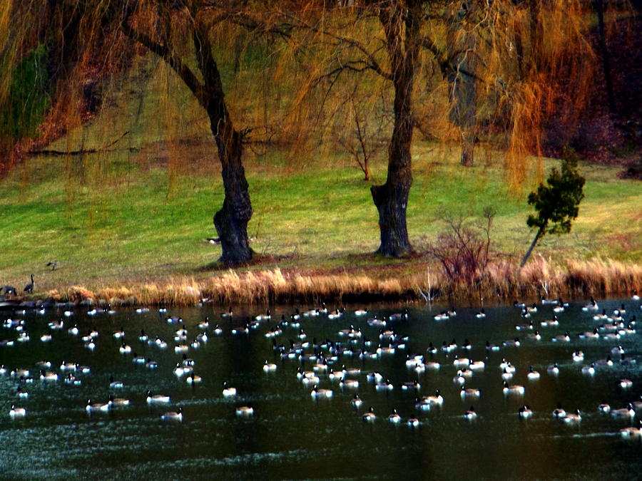 Geese Weeping Willows Photograph by Rockin Docks Deluxephotos