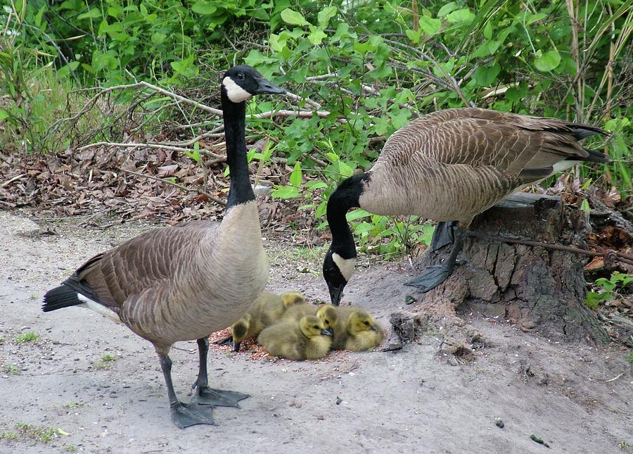 Geese Photograph - Geese with Chicks by Vickie Roche