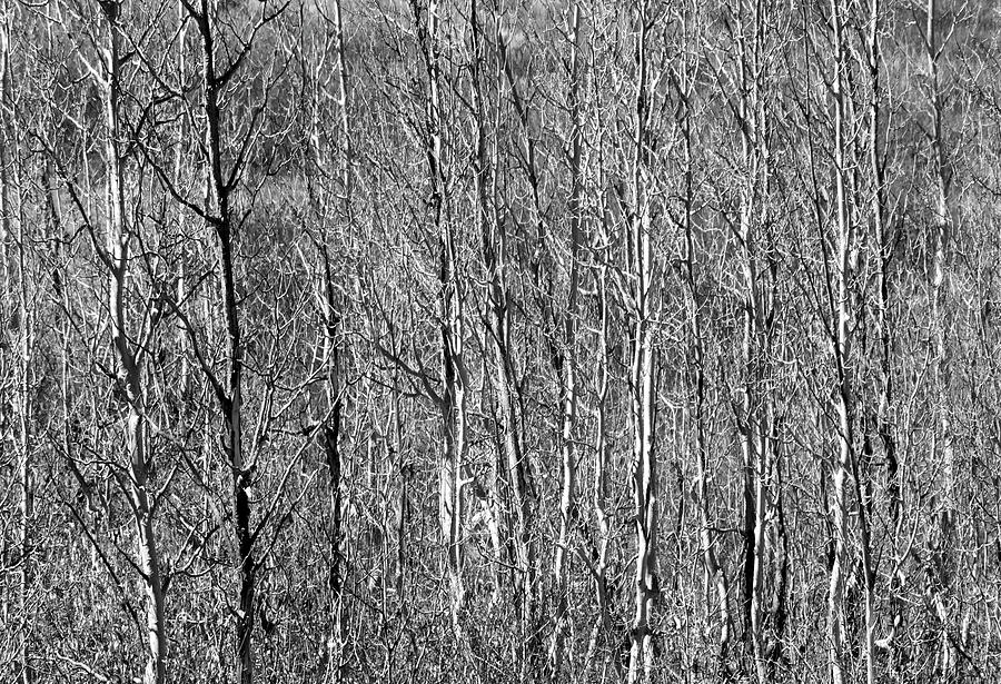 Tree Photograph - Gehiegi by Frank Henley