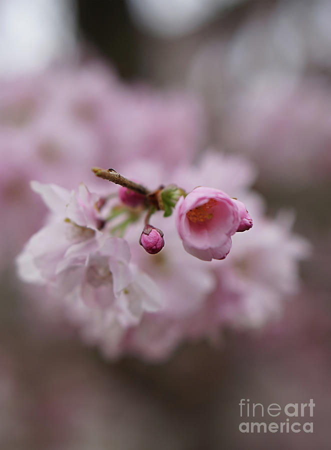 Flower Photograph - Geisha by Jasna Buncic