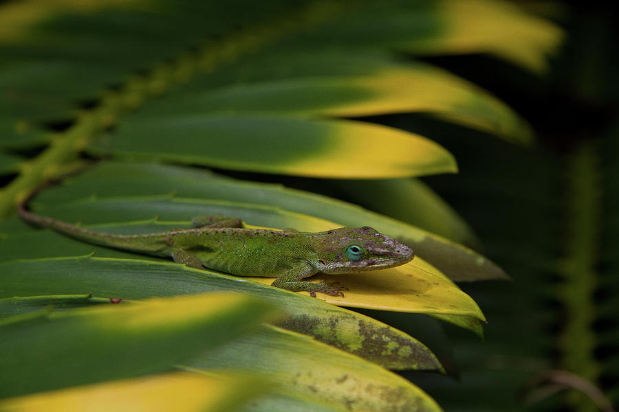 Gekco on Palm  Leaf Photograph by Roger Mullenhour