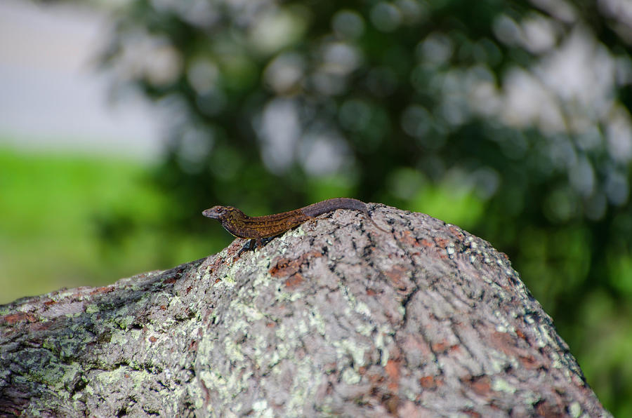 Gekko on a Tree Photograph by Bill Cannon