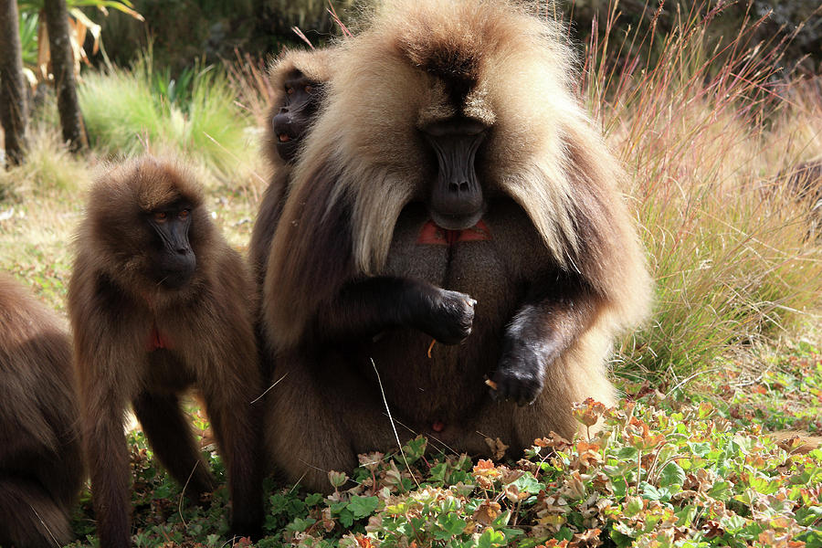 Gelada Baboons, Simien Mountains, Ethiopia Photograph by Aidan Moran